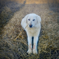 Adopter  chien : Marley