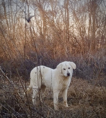 Adopter Marley