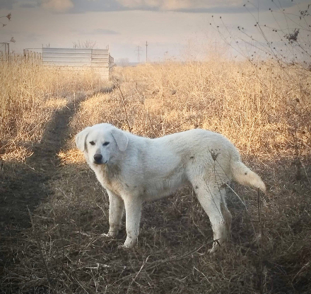 Adopter Marley