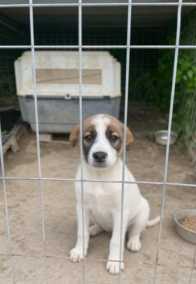 Adopter Loukoum