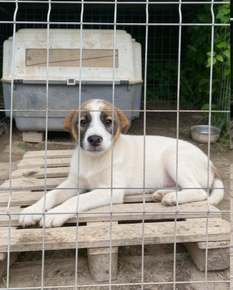Adopter Loukoum