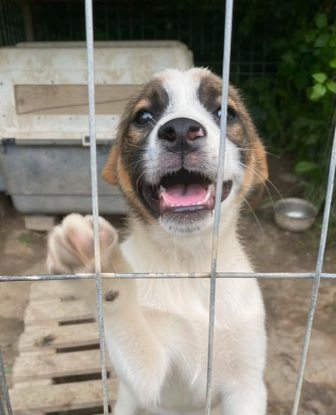 Adoption Loukoum