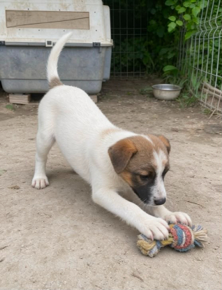 Adoption Loukoum