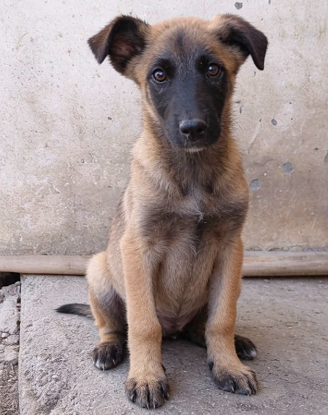 Adopter Andreï