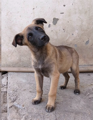 Adopter Andreï