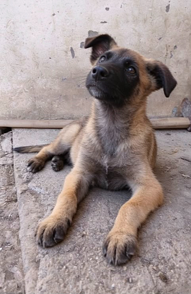 Adoption Andreï