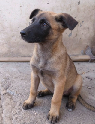 Adoption Andreï