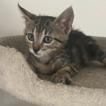 Adopter //maya//
