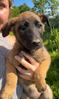 Adopter Leïa
