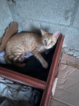 Adopter Tony