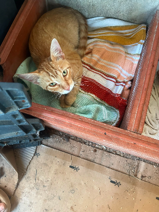 Adopter Tony