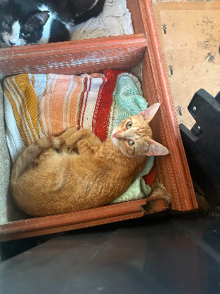 Adopter Tony