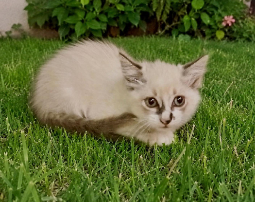Adopter Pili