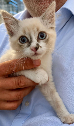 Adopter Pili