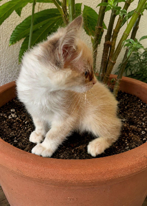 Adopter Pili