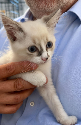 Adoption Pili