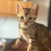 //kitty//
