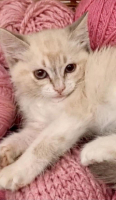 Adopter  chat : Mili