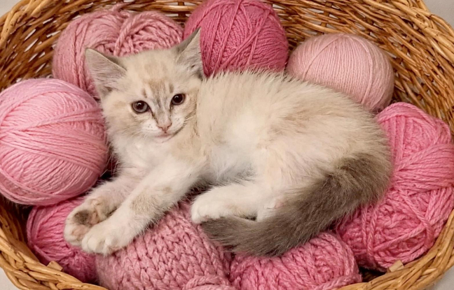 Adopter Mili