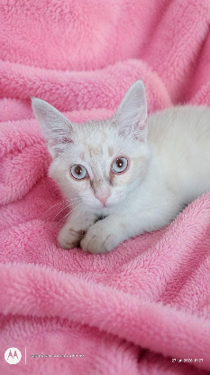 Adopter Mili