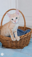 Adopter  chat : Kiwi
