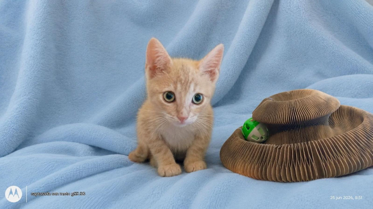 Adopter Kiwi
