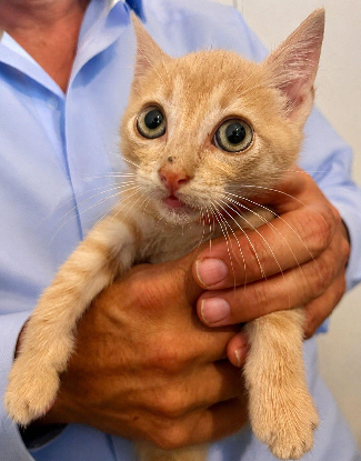 Adoption Kiwi