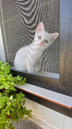 Adopter Lina