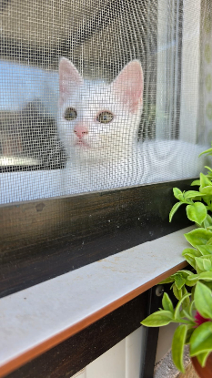 Adopter Lina