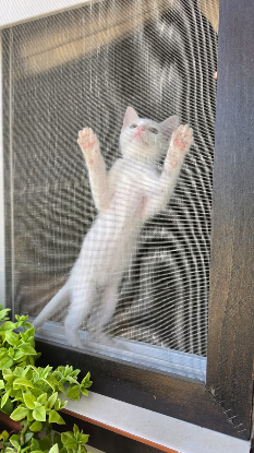 Adopter Lina
