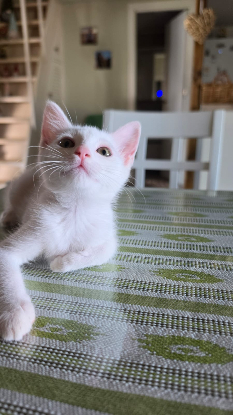 Adoption Lina