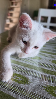 Adoption Lina