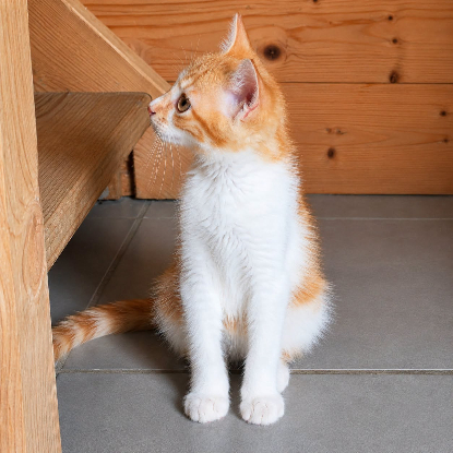 Adopter Chester