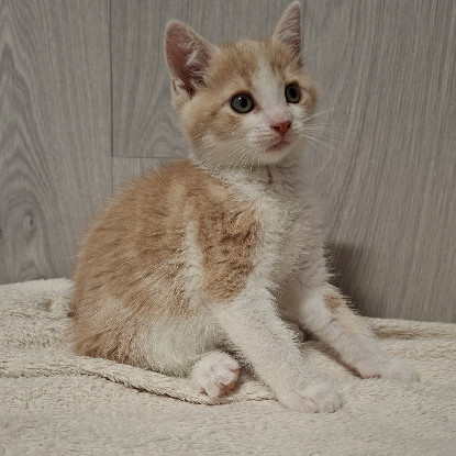 Adopter Badigan