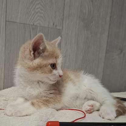 Adopter Badigan