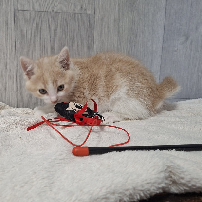 Adopter Badigan