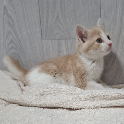 Adoption Badigan