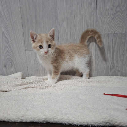 Adoption Badigan