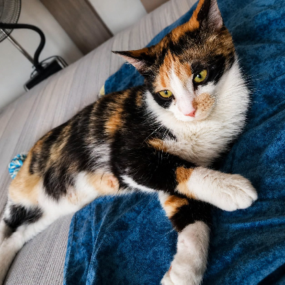 Adopter Calicotte