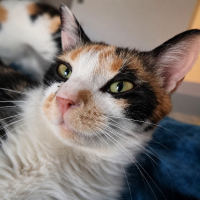 Adopter  chat : Calicotte