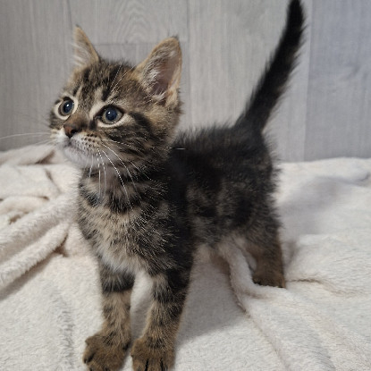 Adopter Bahia