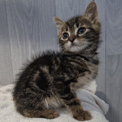 Adopter Bahia