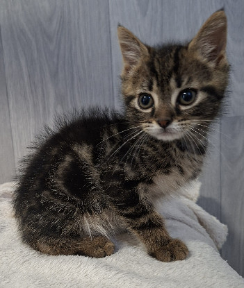 Adopter Bahia
