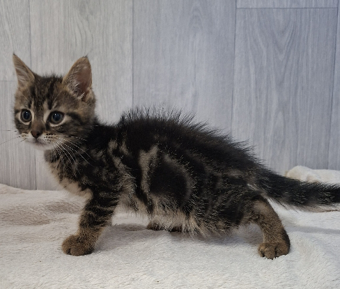 Adoption Bahia