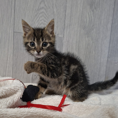 Adoption Bahia