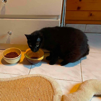 Adopter Ninouche