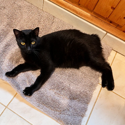 Adopter Ninouche