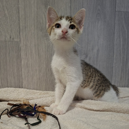 Adopter Banzaï