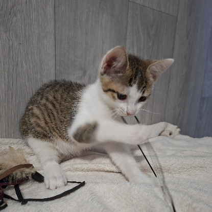 Adopter Banzaï