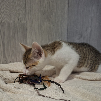 Adoption Banzaï
